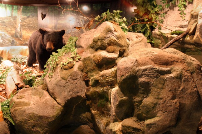 bear display in the science museum