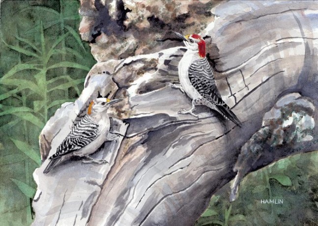 watercolor painting of woodpeckers by Steve Hamlin