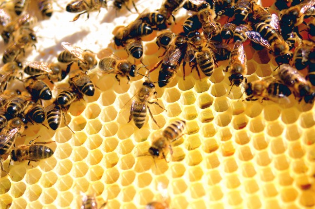 Bees on honeycomb