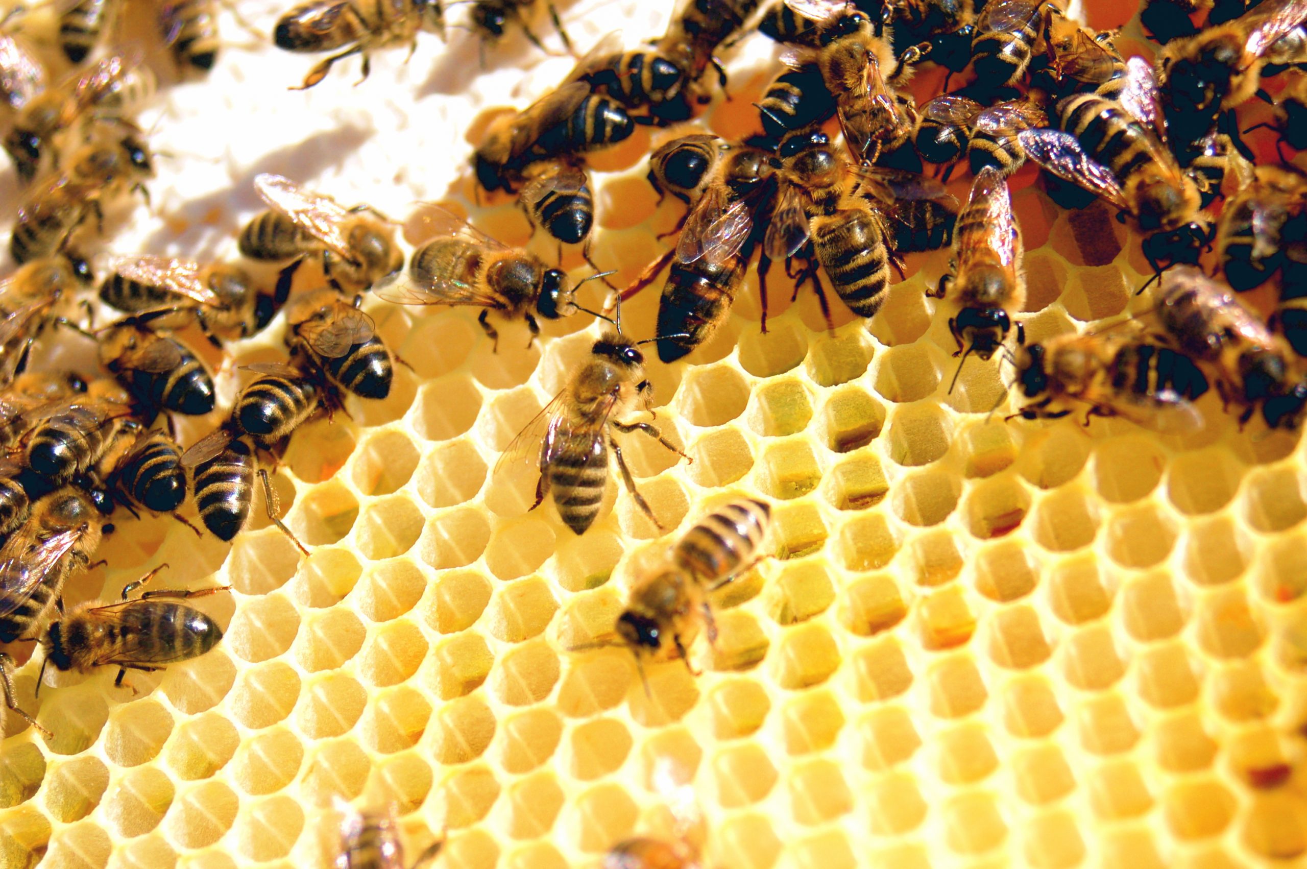 Bees on honeycomb