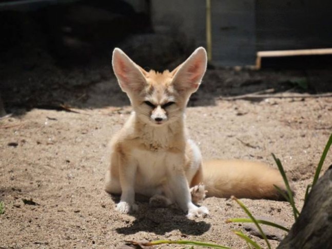 Fennec Fox at the forst park zoo