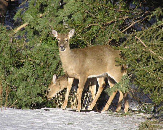 Deer in the snow at Fannie Stebbins Wildlife Refuge