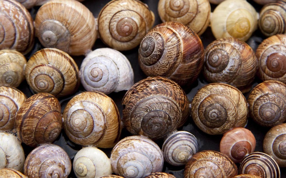 Snail shells