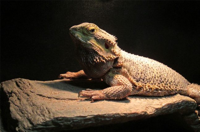 Bearded dragon