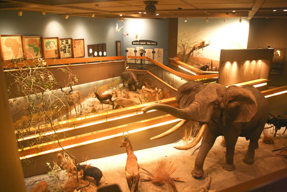 African animals exhibit