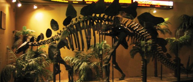 Stegosaurus skeleton