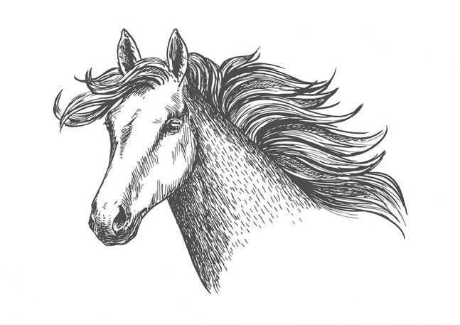 Horse