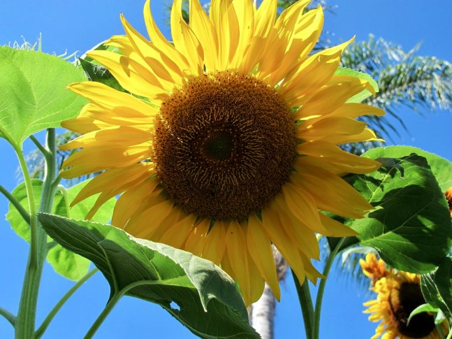 sunflower