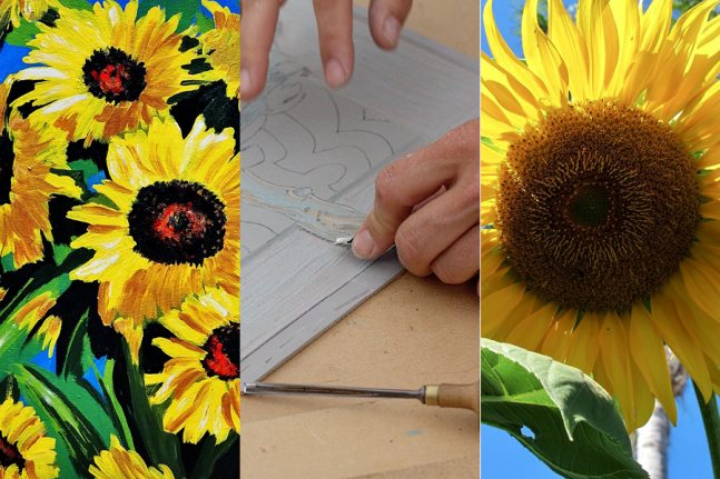 sunflowers