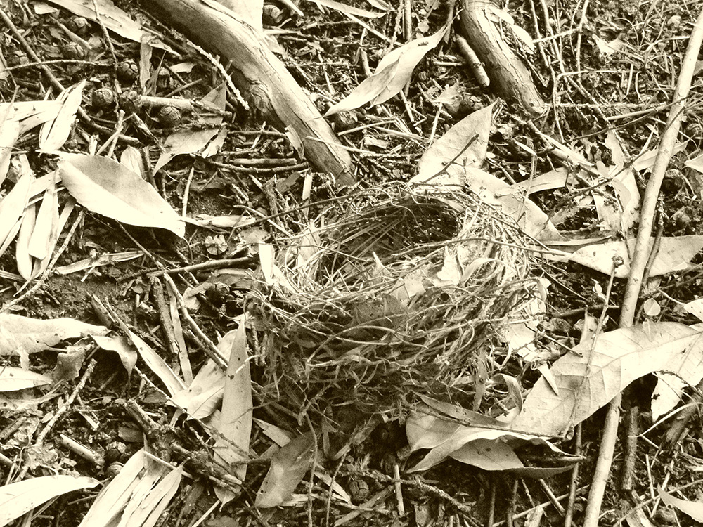 birds nest