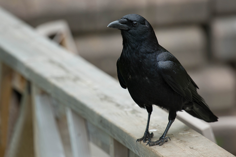 American Crow