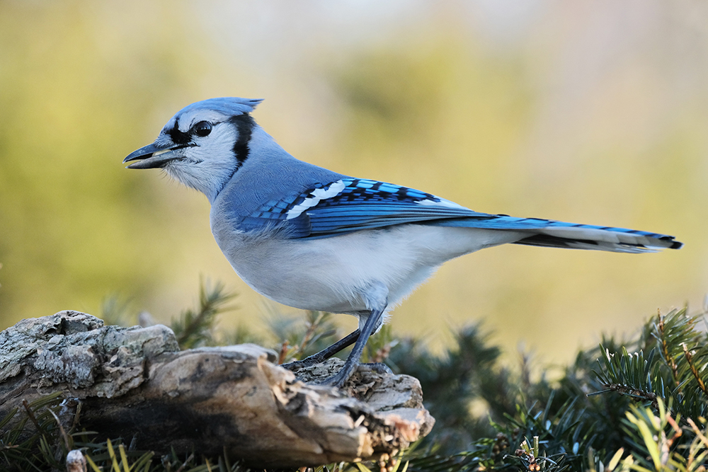 Bluejay