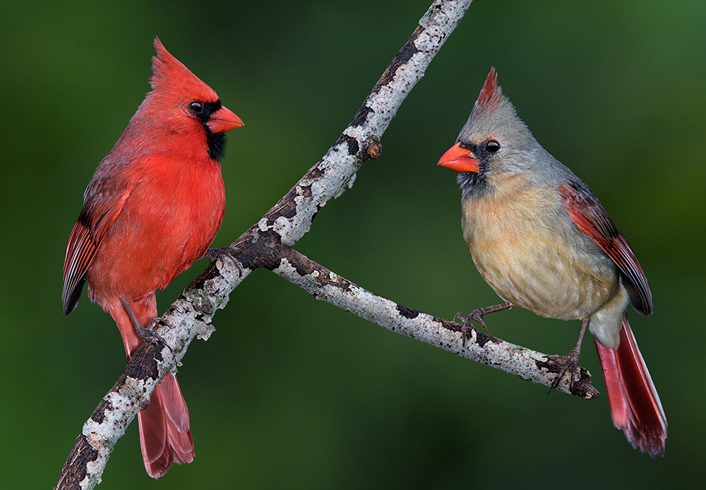 Male and female cardinals