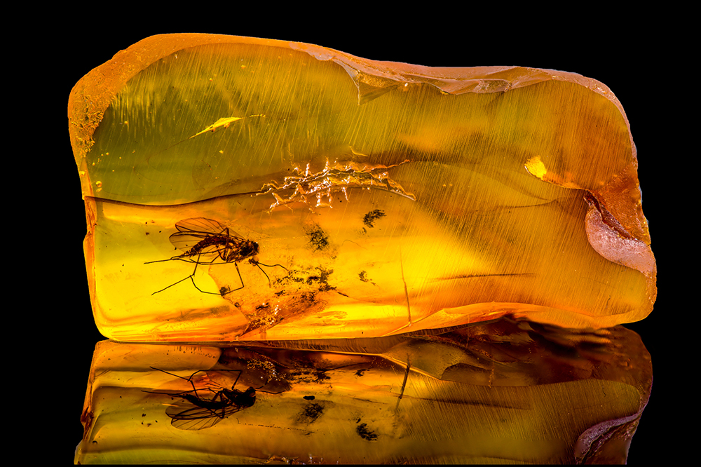 Amber Fossil