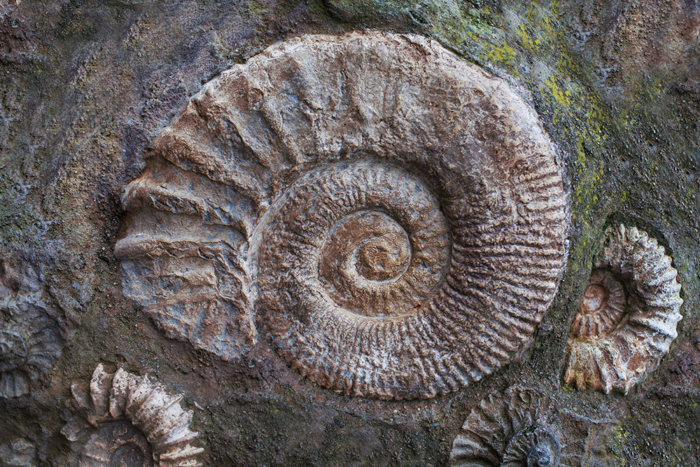 Ammonite fossils