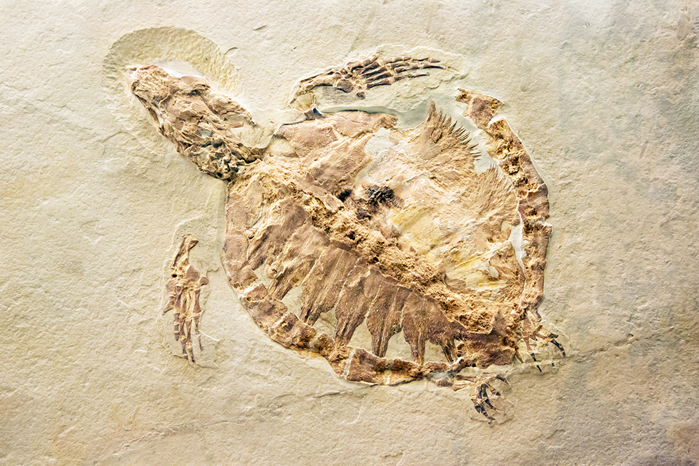 Turtle fossil
