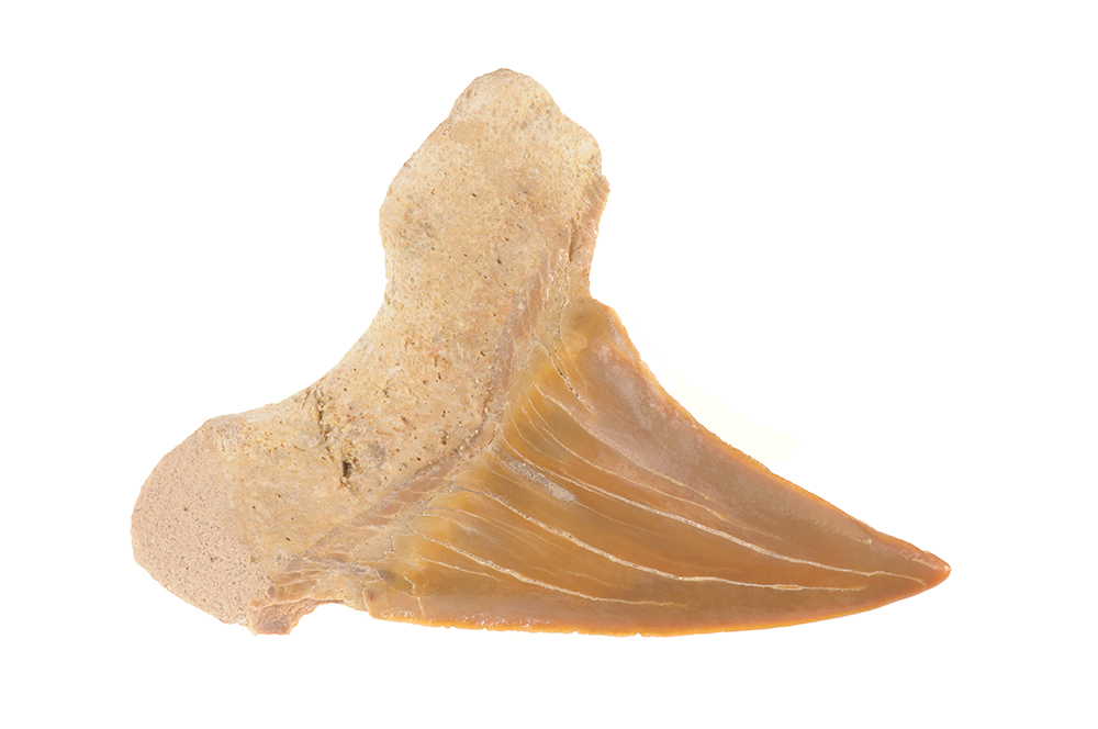 Shark tooth