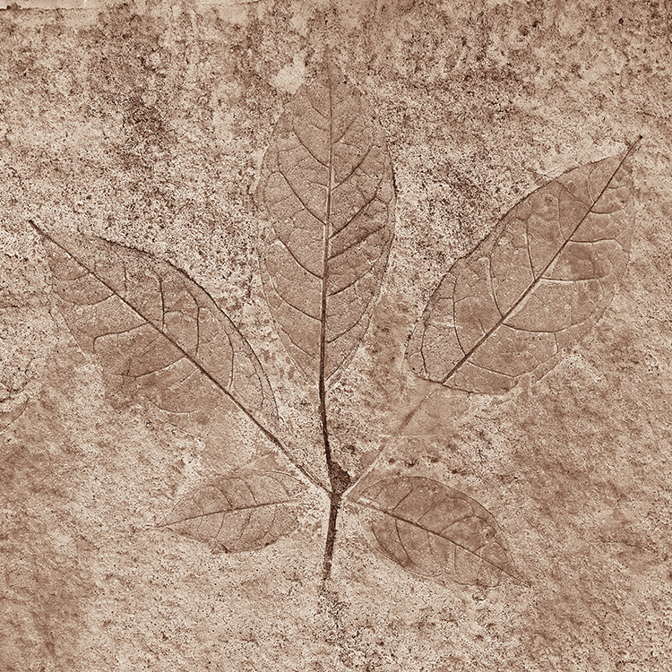 Fossilized leaves