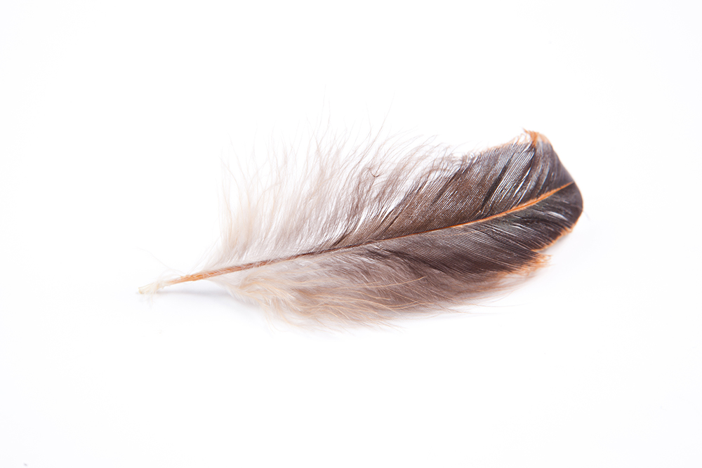 Brown feather