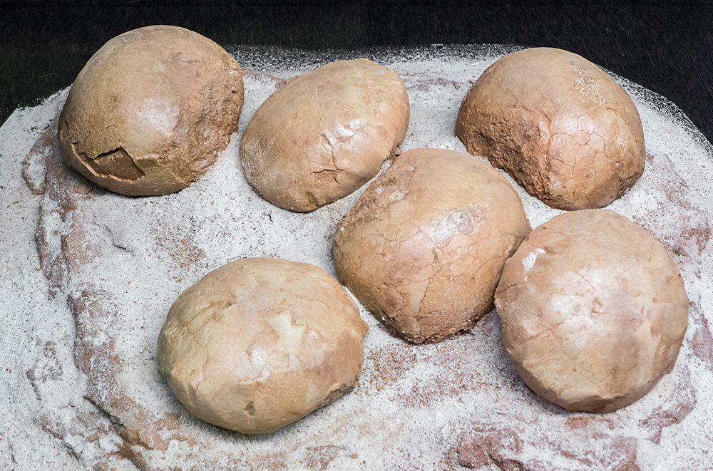 Dinosaur egg fossils
