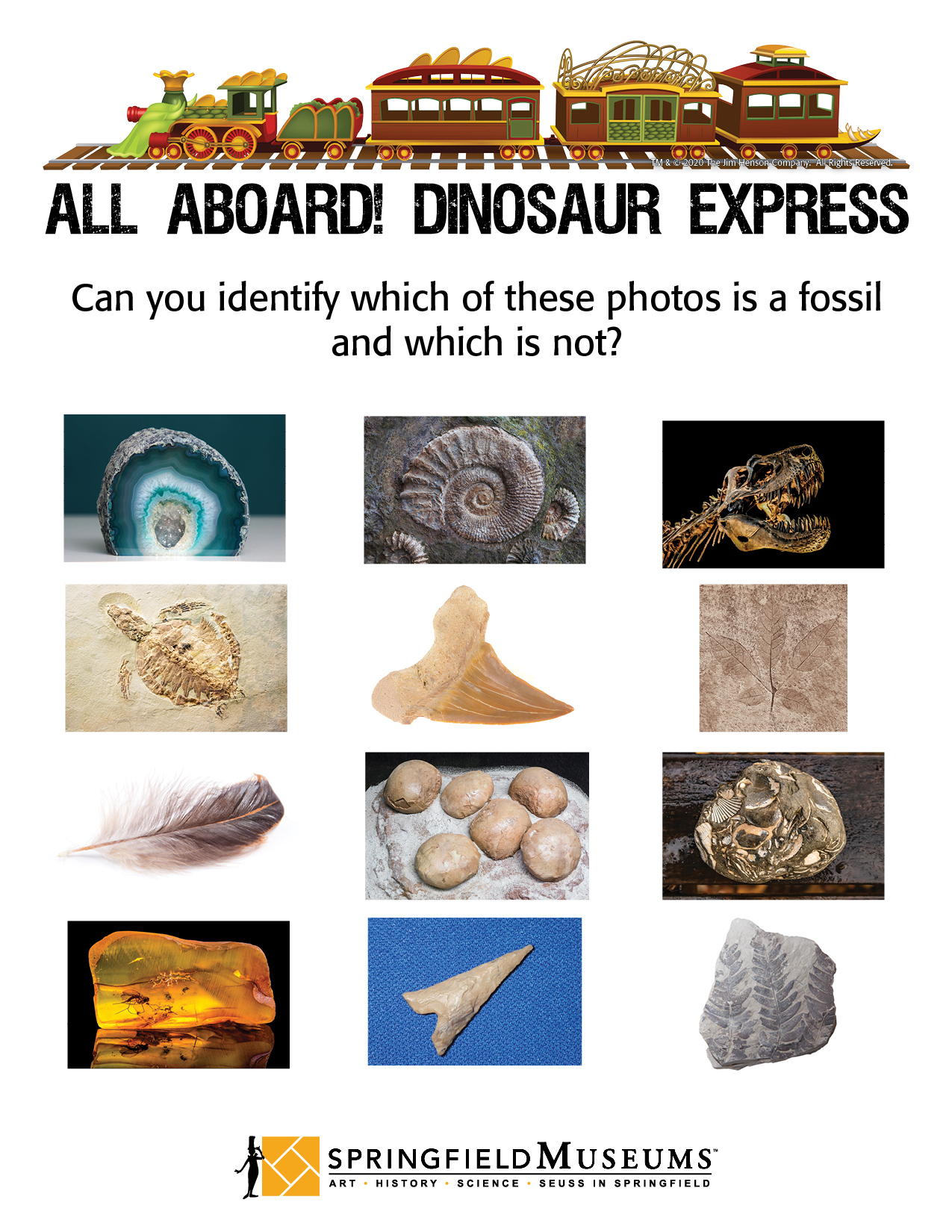 Can you identfy which of these are fossils?