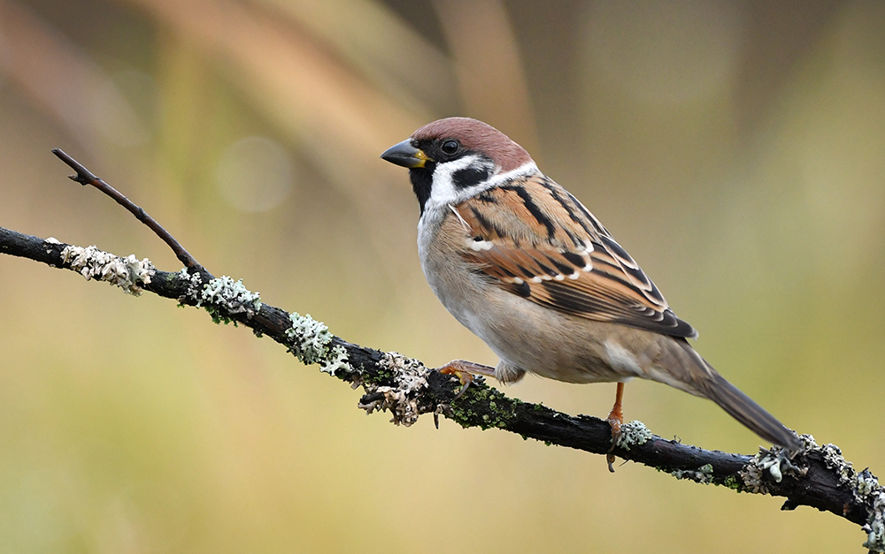 Sparrow