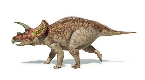 Triceratops illustration