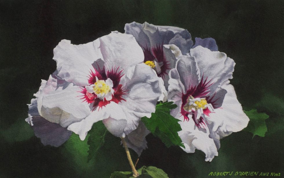 Rose of Sharon Watercolor