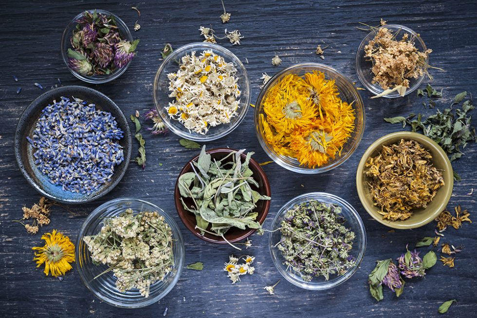 Various dried medicinal herbs
