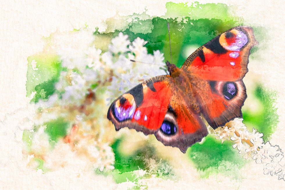 Watercolor painting of a butterfly