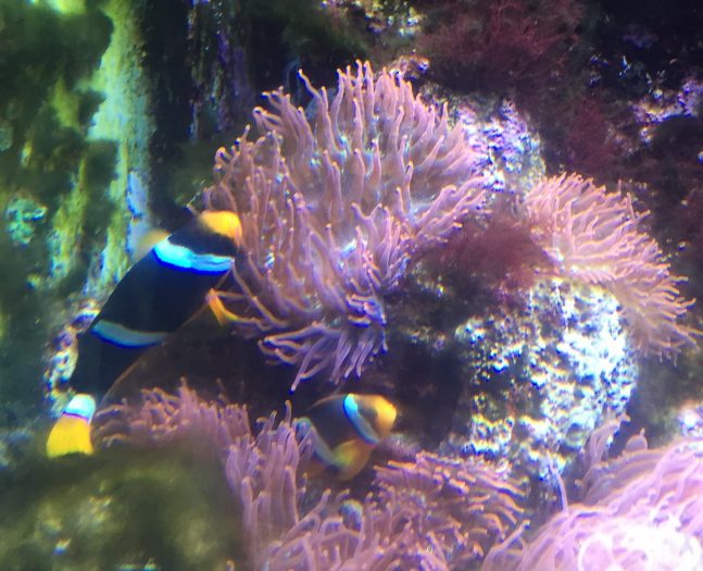 Two colorful clownfish in an aquarium with pink plants