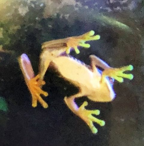 A frog viewed from below