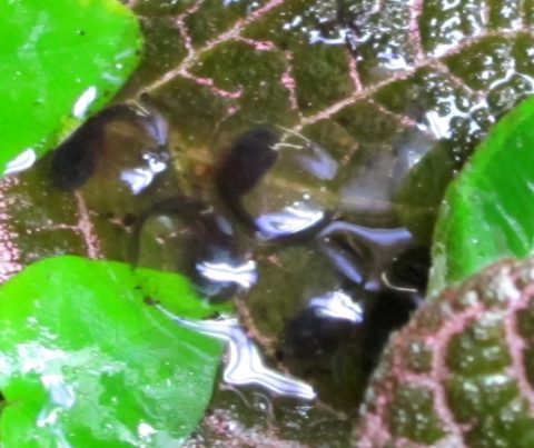 Black tadpoles in water surrounded by green leaves