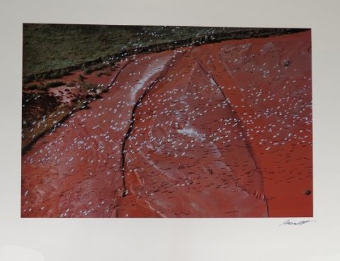 Painting of a birds-eye-view of cranes flying over a river, white dots against red textured earth