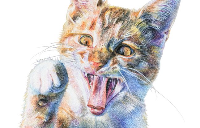 Colored pencil drawing a of cat