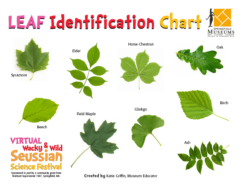 Leaf Idenitification Chart
