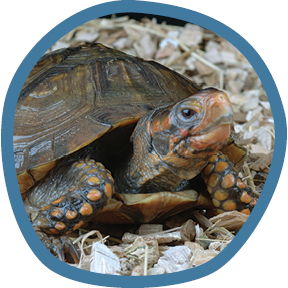 Three-toed box turtle