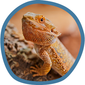 Bearded Dragon