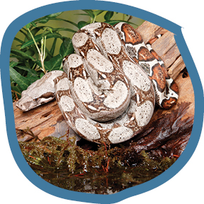 Boa Constrictor