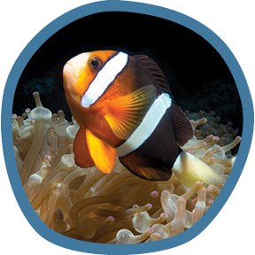 Clownfish and anemone