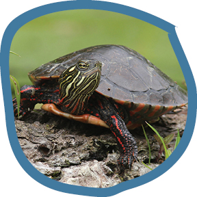 Painted Turtle