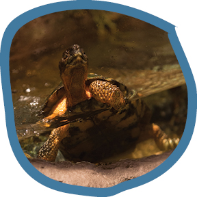 Wood Turtle