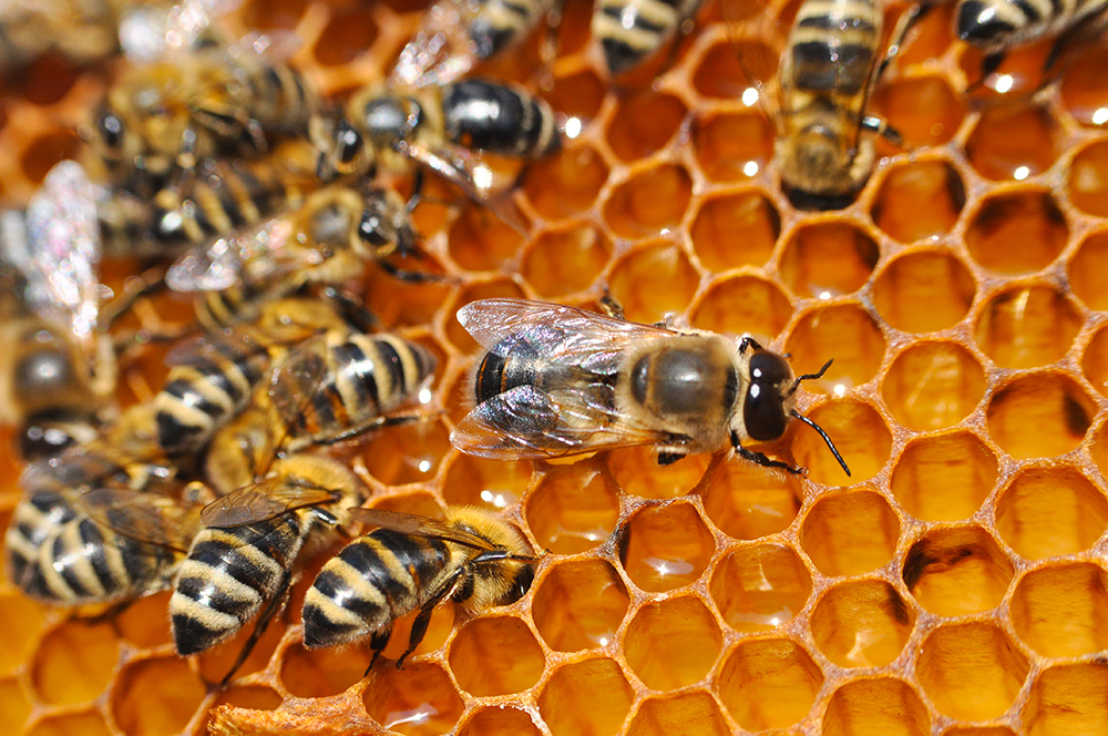 Where Did Our Honey Bees Go To?
