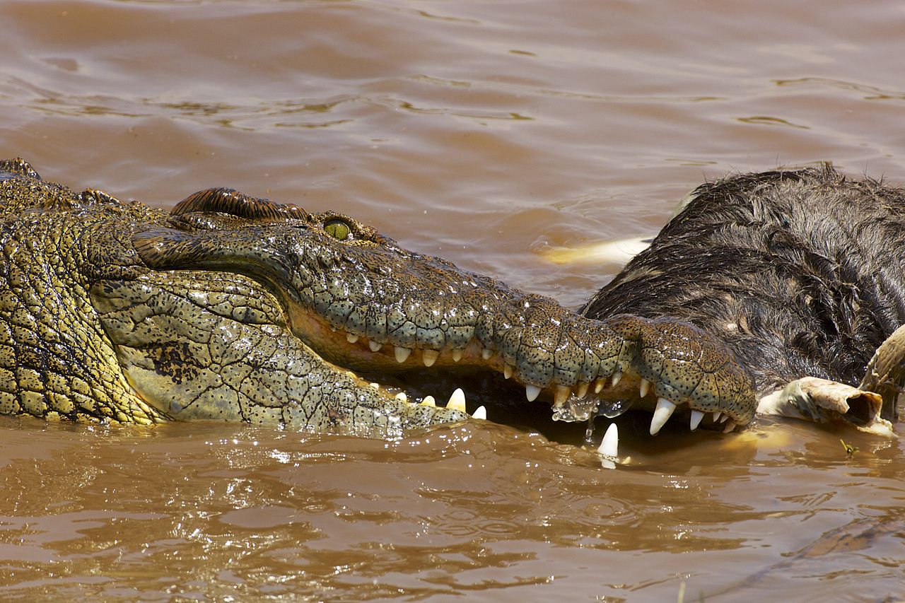 Nile Crocodile feeds on a dead wildebeest