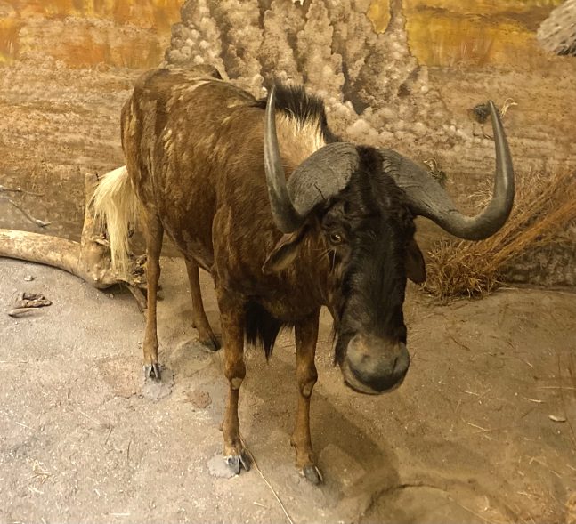 Taxidermy Wildebeest