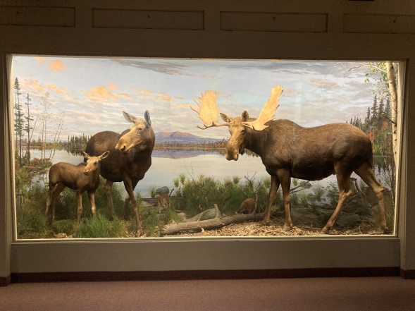 Moose diorama in Mammal Hall