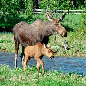 Cow moose and her calf