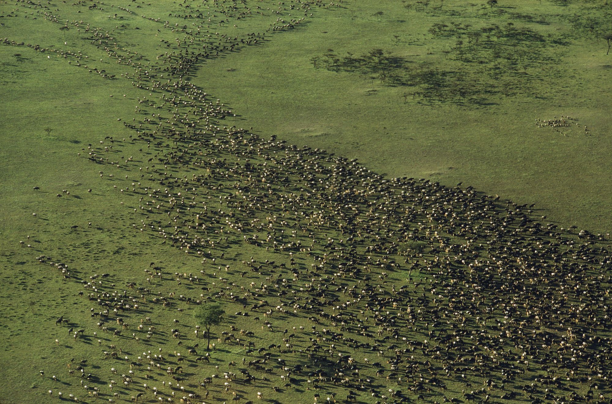 Thousands of wildebeest on the Serengeti Plain