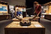 Visitor examining an Ice Age bison skull