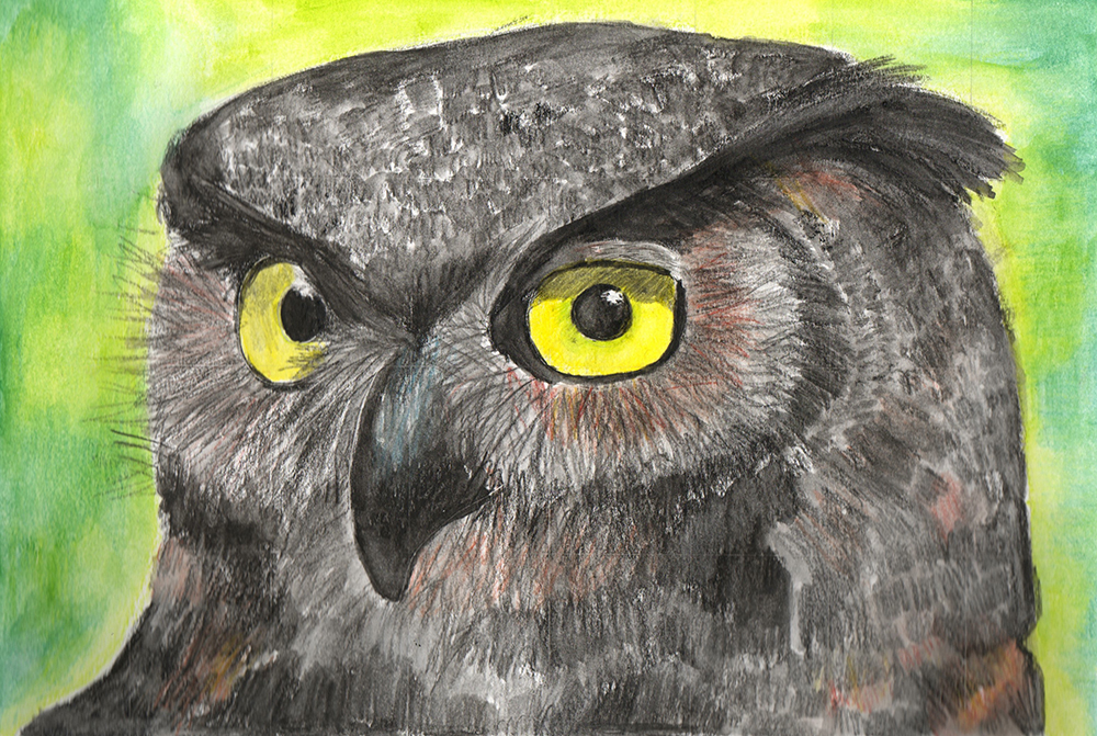 Owl drawn in colored pencil